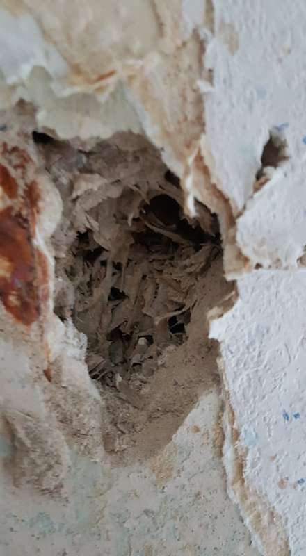 Bild zum BAU-Forumsbeitrag: Normale "Sauerkrautplatten" oder doch mit Asbest? im Forum Baustoffe