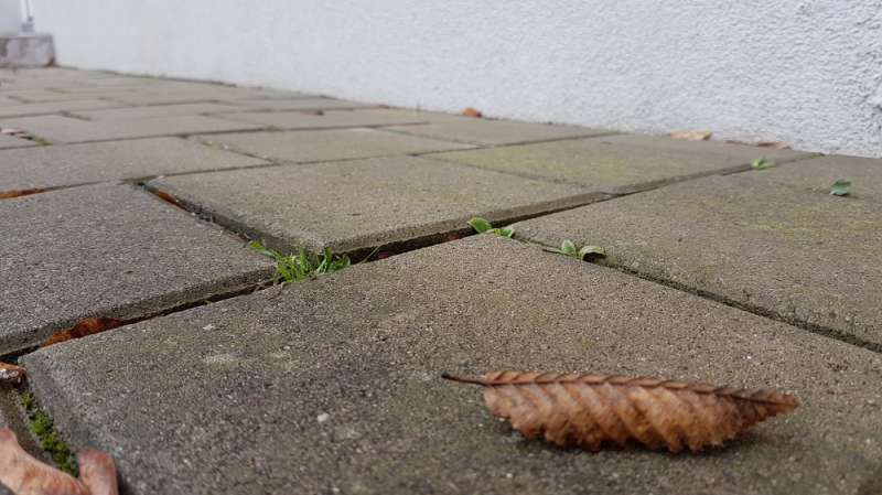 Bild zum BAU-Forumsbeitrag: Pflastersteine auf dem Gehweg plötzlich uneben im Forum Rund um den Garten