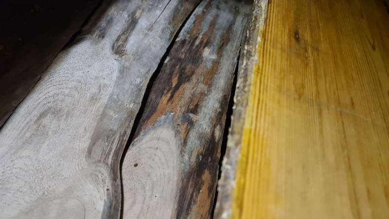 BAU.DE / BAU-Forum: 3. Bild zu Frage "Geruch und Verfärbung Holzdiele - kann es sich um einen Pilz handeln?" im BAU-Forum "Holzschutz, Holzschäden, Holzsanierung"