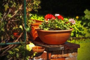 Die letzten Beauty-Tipps für den Garten - Bildquelle: pixabay.com © atanaspaskalev