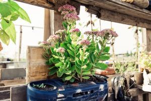 Urban Gardening und grüne Stadträume: Inspirationen für die Schaffung grüner Oasen in urbanen Umgebungen im Kontext größerer Immobilienprojekte - Bild: Markus Spiske auf Pixabay