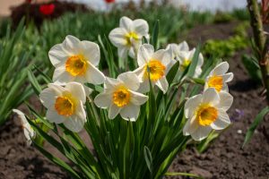 Frühblüher für den Garten: So genießen Sie schon im Frühling eine Blütenpracht - Bild: Rostyslav Melnyk / Unsplash Frühblüher für den Garten: So genießen Sie schon im Frühling eine Blütenpracht - Bild: Rostyslav Melnyk / Unsplash