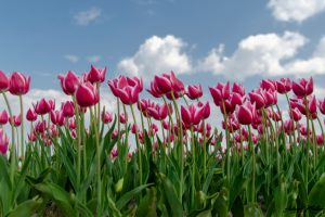 Frühblüher für den Garten: So genießen Sie schon im Frühling eine Blütenpracht - Bild: Ad Muller / Unsplash Frühblüher für den Garten: So genießen Sie schon im Frühling eine Blütenpracht - Bild: Ad Muller / Unsplash