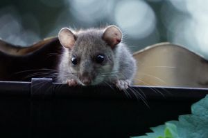 Dachrinnen selbst reinigen und pflegen: Praktische Tipps für schwer erreichbare Stellen - Bild: CathyUser / Pixabay