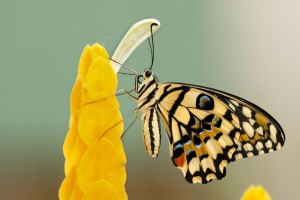 Die Vorteile von heimischen Pflanzen für Biodiversität und Garten - Bild: Boris  Smokrovic / Unsplash