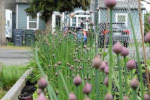 Hochbeet im Garten: Ein Garten-Traum in Reichweite - Bild: Jennifer Uppendahl / Unsplash Hochbeet im Garten: Ein Garten-Traum in Reichweite - Bild: Jennifer Uppendahl / Unsplash