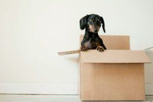 Checkliste: Wie richtig siedeln? - Bild: Erda Estremera auf Unsplash