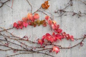 Innovativer Betonzusatzstoff mindert Schadstoffbelastung - Bild: Michael Schwarzenberger / Pixabay