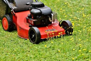 Rollrasen oder Saatrasen: Die Vor- und Nachteile im Vergleich - Bild: Alexa / Pixabay