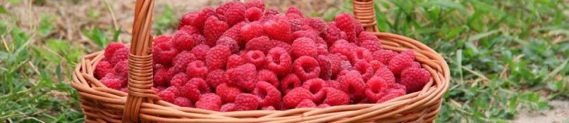 Effektiver Schutz für Ihren Garten: Wurzelsperre für Himbeeren richtig einsetzen