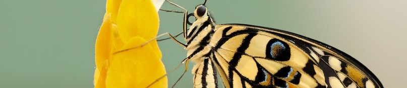 Schutzmaßnahmen gegen Insekten - wie die Quälgeister draußen bleiben