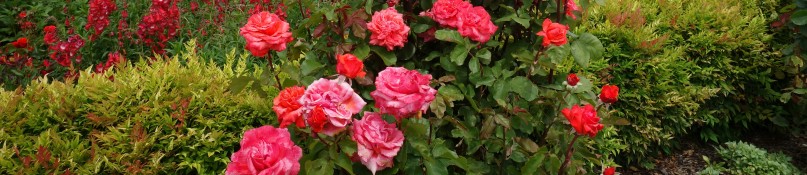 Die Vorteile von heimischen Pflanzen für Biodiversität und Garten
