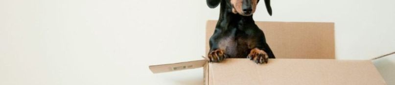 Der Umzug ins Eigenheim: Tipps für einen reibungslosen Start